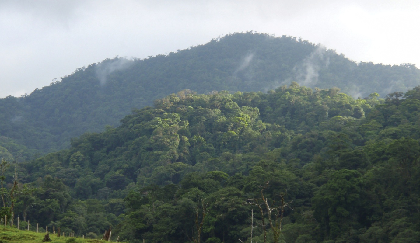 Rainforest near La Liberación, Texíguat, Honduras